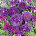 Floribunda roos Minerva®, C5 interface.art foto 1 Floribunda roos Minerva®, C5 interface.image 1 interface.art 6145