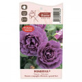 Floribunda roos Minerva®, C5 interface.art foto 3 Floribunda roos Minerva®, C5 interface.image 3 interface.art 6145