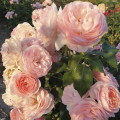 Floribunda roos Miss.Granger® interface.art foto 3 Floribunda roos Miss.Granger® interface.image 3 interface.art 6191