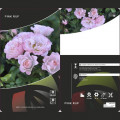Floribunda roos Pink Ruf, С5 interface.art foto 2 Floribunda roos Pink Ruf, С5 interface.image 2 interface.art 6177