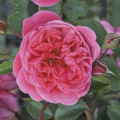 Floribunda roos Raspberry ™, С3 interface.art foto 1 Floribunda roos Raspberry ™, С3 interface.image 1 interface.art 6178