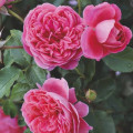 Floribunda roos Raspberry ™, С3 interface.art foto 2 Floribunda roos Raspberry ™, С3 interface.image 2 interface.art 6178
