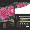 Floribunda roos Raspberry ™, С3 interface.art foto 3 Floribunda roos Raspberry ™, С3 interface.image 3 interface.art 6178