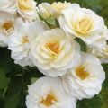 Floribunda roos Zorza® interface.art foto 2 Floribunda roos Zorza® interface.image 2 interface.art 6190