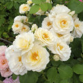 Floribunda roos Zorza® interface.art foto 3 Floribunda roos Zorza® interface.image 3 interface.art 6190