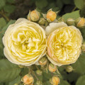 Floribunda roos Citronchello™, С3 interface.art foto 1 Floribunda roos Citronchello™, С3 interface.image 1 interface.art 5821