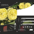 Floribunda roos Citronchello™, С3 interface.art foto 2 Floribunda roos Citronchello™, С3 interface.image 2 interface.art 5821