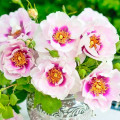 Floribunda roos Eyes for You®, C5 interface.art foto 1 Floribunda roos Eyes for You®, C5 interface.image 1 interface.art 5507