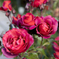 Floribunda roos Hot Cocoa®, C5 interface.art foto 2 Floribunda roos Hot Cocoa®, C5 interface.image 2 interface.art 5509