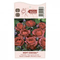 Floribunda roos Hot Cocoa®, C5 interface.art foto 5 Floribunda roos Hot Cocoa®, C5 interface.image 5 interface.art 5509