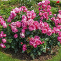 Floribunda roos Leonardo da Vinci ®, C3 interface.art foto 2 Floribunda roos Leonardo da Vinci ®, C3 interface.image 2 interface.art 4553