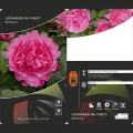 Floribunda roos Leonardo da Vinci ®, C3 interface.art foto 3 Floribunda roos Leonardo da Vinci ®, C3 interface.image 3 interface.art 4553