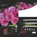 Floribunda roos Pink Vaza ®, C3 interface.image 2 interface.art 5004