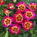 Floribunda roos Sunshine Babylon Eyes®, C5 interface.art foto 1 Floribunda roos Sunshine Babylon Eyes®, C5 interface.image 1 interface.art 5517