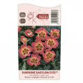 Floribunda roos Sunshine Babylon Eyes®, C5 interface.art foto 3 Floribunda roos Sunshine Babylon Eyes®, C5 interface.image 3 interface.art 5517