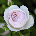 English Rose Desdemona®, C5 interface.image 1 interface.art 5500