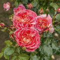 Floribunda roos Designer Sunset ®, C3 interface.art foto 1 Floribunda roos Designer Sunset ®, C3 interface.image 1 interface.art 4984