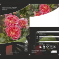 Floribunda roos Designer Sunset ®, C3 interface.art foto 2 Floribunda roos Designer Sunset ®, C3 interface.image 2 interface.art 4984