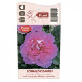 Suureõieline roos Borneo Odore®, C5 interface.art foto 4 Suureõieline roos Borneo Odore®, C5 interface.image 4 interface.art 6157