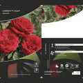 Suureõieline roos Cherry™ Vaza ®, С3 interface.image 2 interface.art 6184