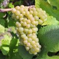Viinamarjad Pinot Blanc, Р9 interface.art foto 1 Viinamarjad Pinot Blanc, Р9 interface.image 1 interface.art 4895