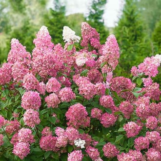 Aedhortensia Pink Diamond, P9 interface.image 3