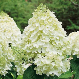 Aedhortensia Silver Dollar, P9 interface.image 4