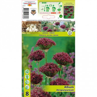 Allium (küüslauk) Atropurpureum interface.image 4