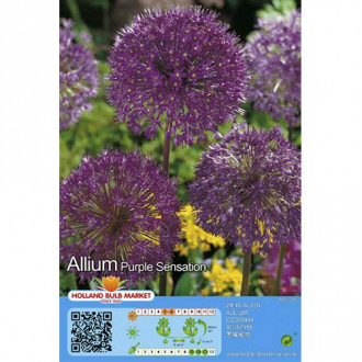 Allium (küüslauk) Purple Sensation interface.image 1