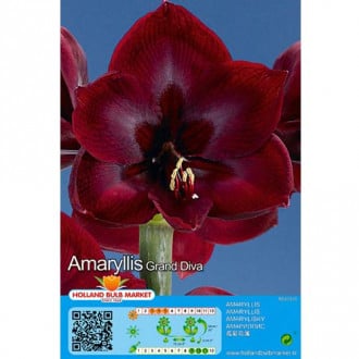Amarilis Grand Diva interface.image 4