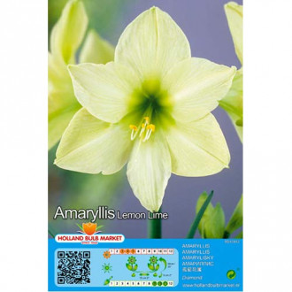 Amarilis Lemon Lime interface.image 5