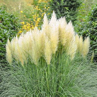 Argentiina pamparohi Cortaderia Pumila, P9 interface.image 4