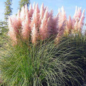 Argentiina pamparohi Cortaderia Rosea, P9 interface.image 5
