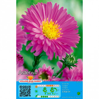 Aster Pink interface.image 2