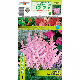 Astilbe Peach Blossom interface.image 2