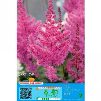 Astilbe Purple interface.image 1