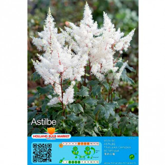 Astilbe White interface.image 3