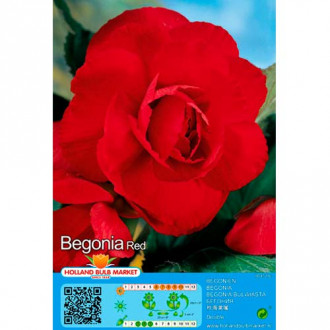 Begoonia Double Red interface.image 3