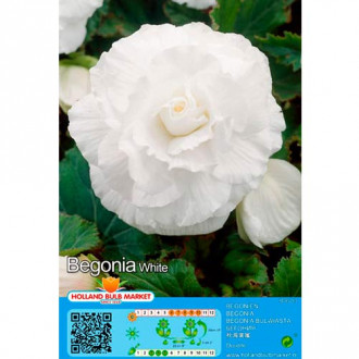 Begoonia Double White interface.image 4