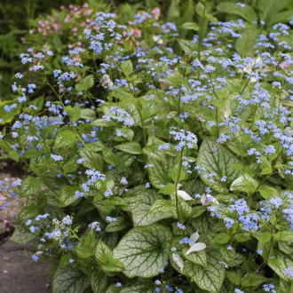 Brunnera Sea Heart, С3 interface.image 1