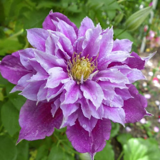 Clematis Birthday Girl, С2 interface.image 6