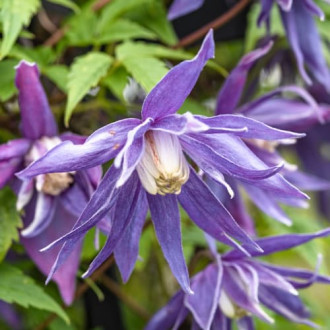 Clematis Blue Surprise, С2 interface.image 4