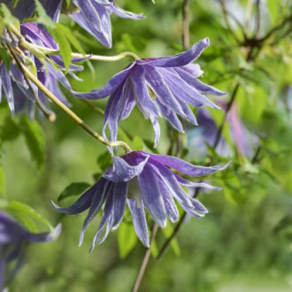 Clematis Cecile, С2 interface.image 5
