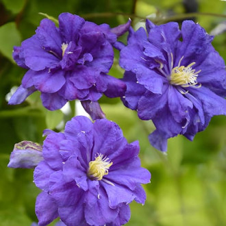Clematis Floral Dance, С2 interface.image 2