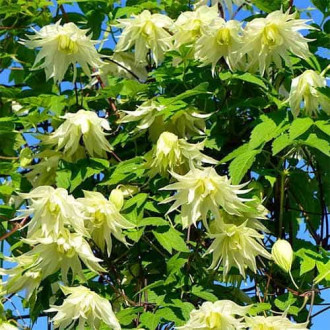 Clematis Golden Dream, С2 interface.image 3