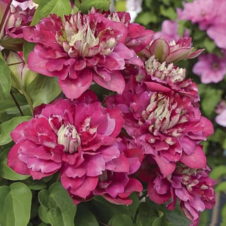 Clematis Hot Kisses, С2 interface.image 6