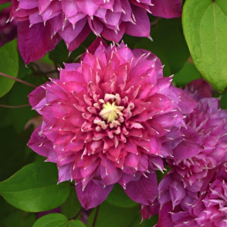 Clematis Hot Love, С2 interface.image 6