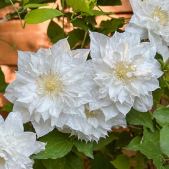 Clematis Isago, С2 interface.image 2