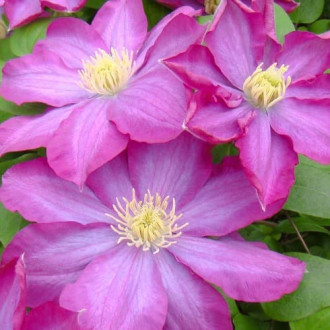 Clematis Kakio Pink Champagne, С2 interface.image 3