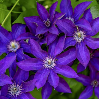 Clematis Lavender Beauty, С2 interface.image 5